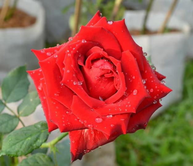 Parfum d’Intérieur à la Rose