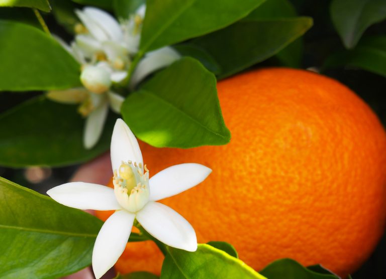 Parfum d’Intérieur à la Fleur d’Oranger